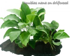 Anubias nana on wood